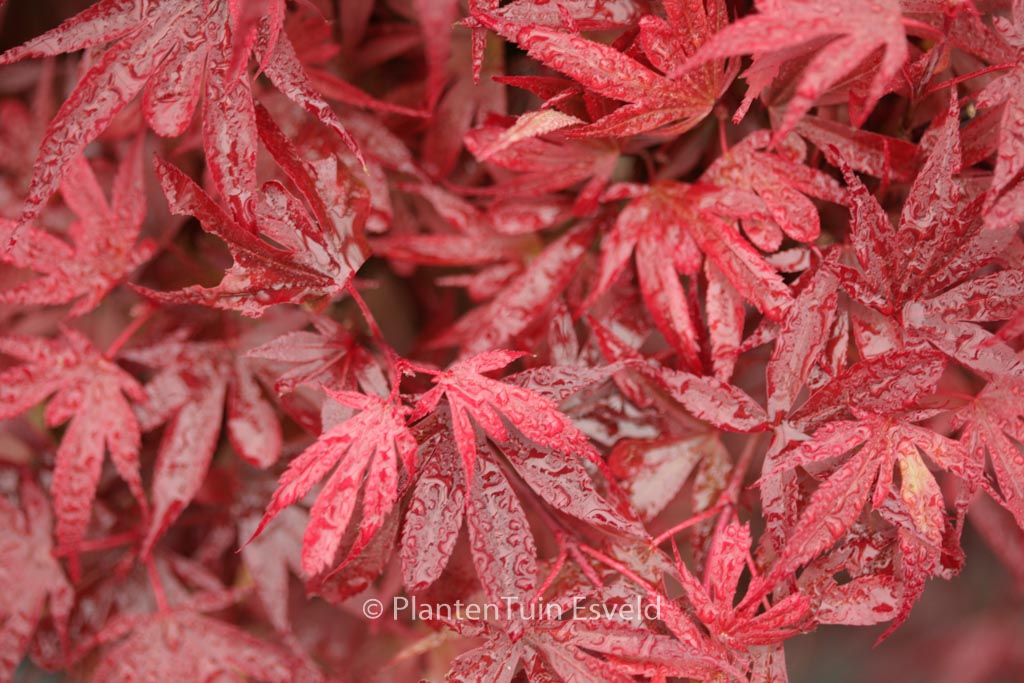 Acer palmatum ‘Fireball’