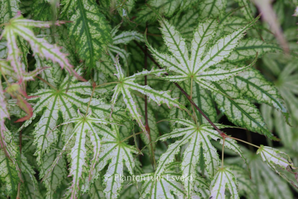 Acer palmatum ‘First Ghost’