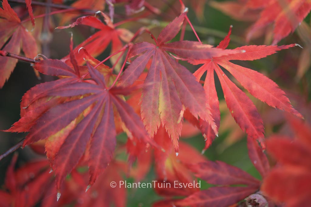 Acer palmatum ‘Fudekage’