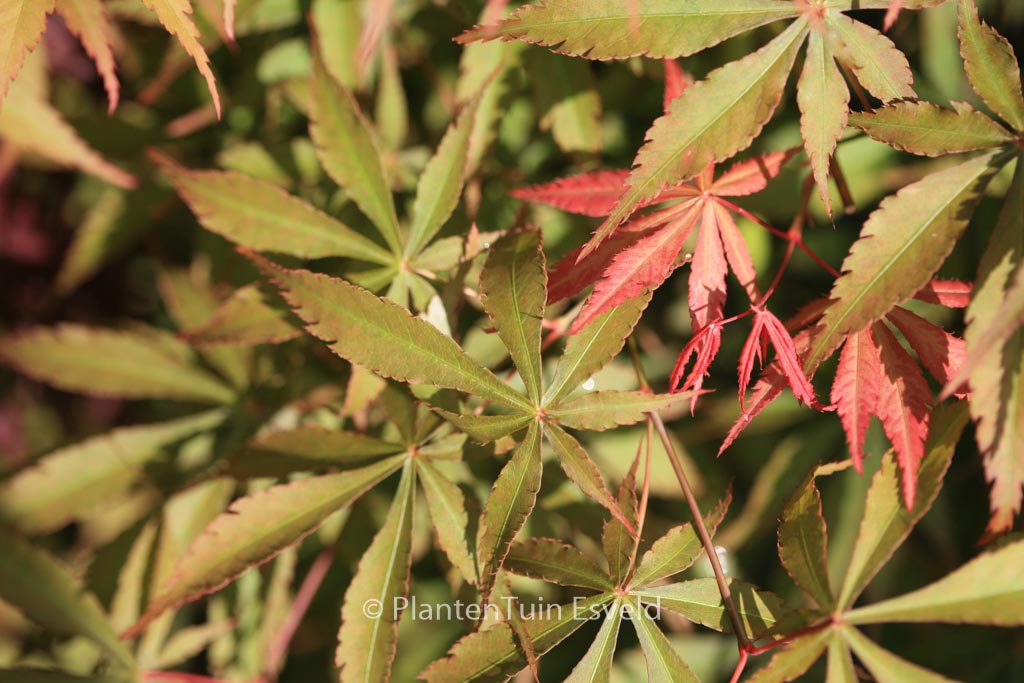 Acer palmatum ‘Fukui’