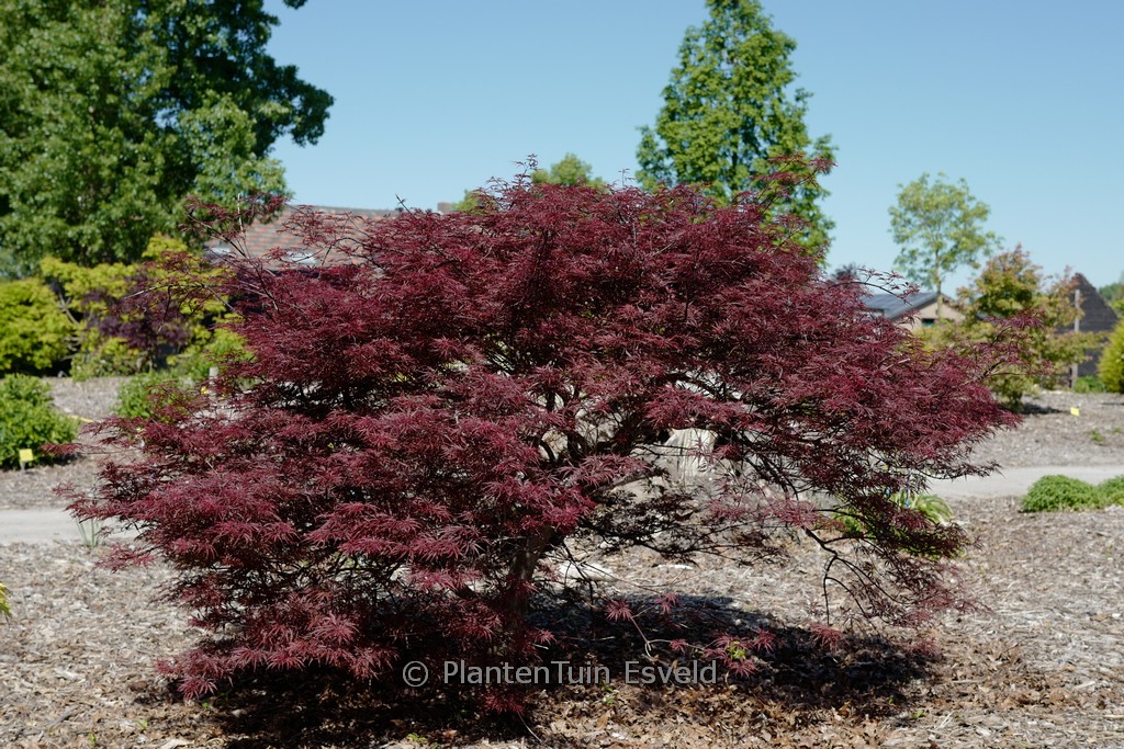 Acer palmatum ‘Garnet Tower’