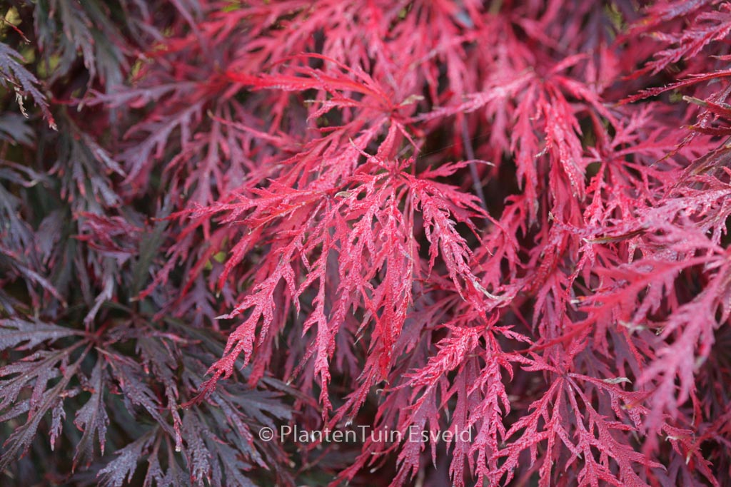 Acer palmatum ‘Garnet’