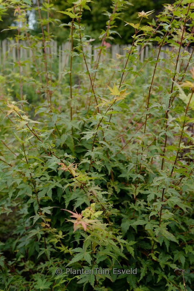 Acer palmatum ‘Gekkoh-nishiki’