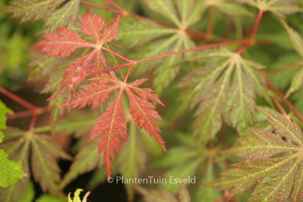 Acer palmatum ‘Gene’s Dissectum’