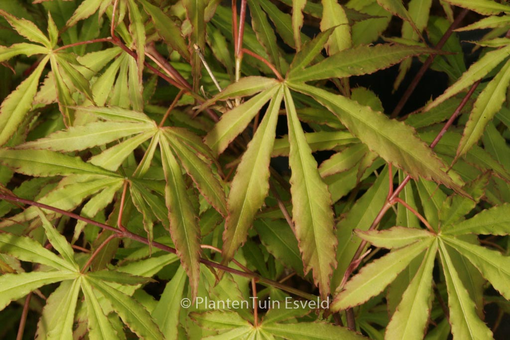 Acer palmatum ‘Gentaku’