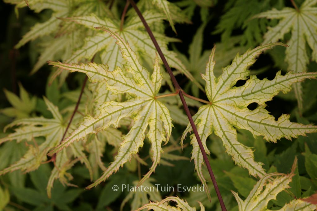 Acer palmatum ‘Ghost Dancer’