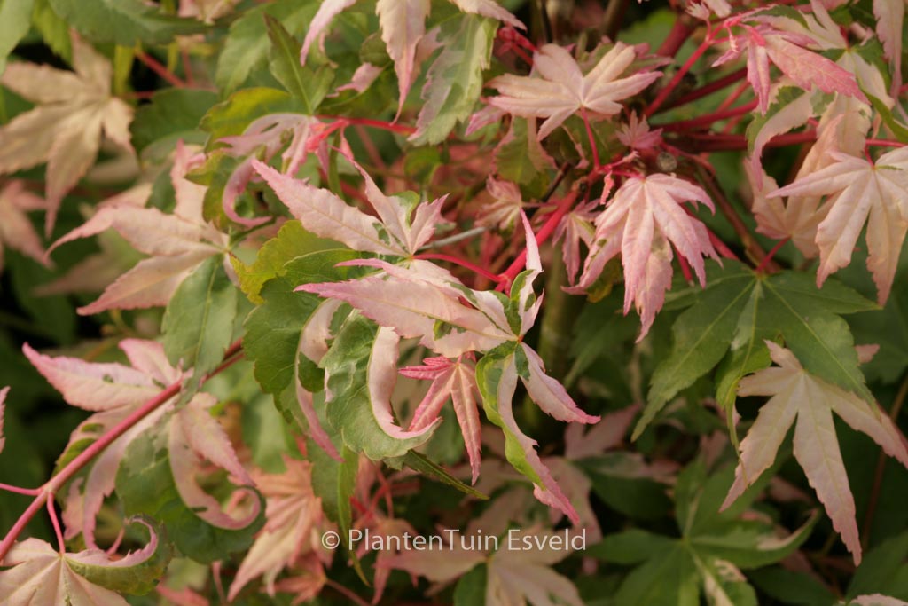 Acer palmatum ‘Ginga’
