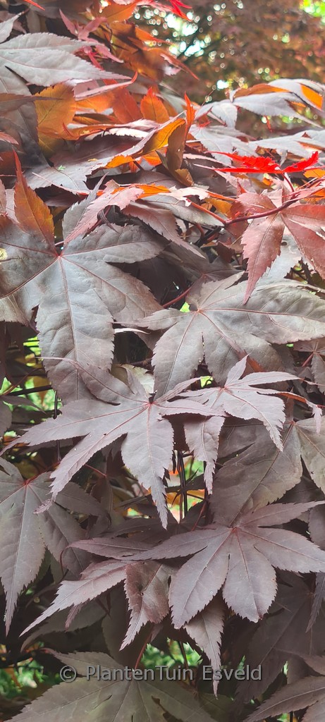 Acer palmatum ‘Goten-nomura’