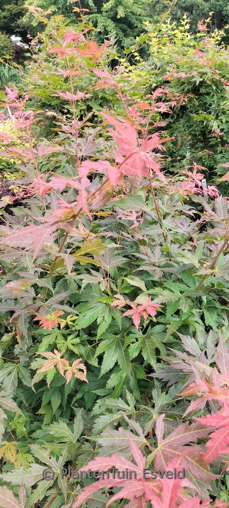 Acer palmatum ‘Green Giant’