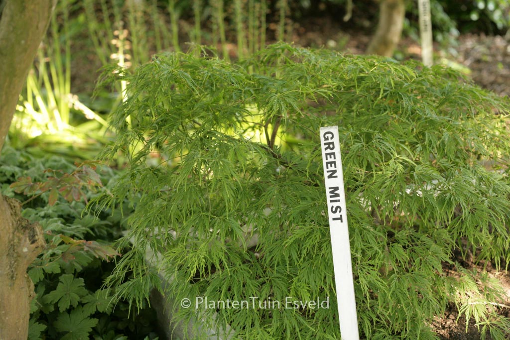 Acer palmatum ‘Green Mist’
