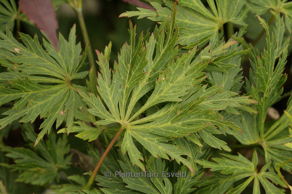 Acer palmatum ‘Green Snowflake’