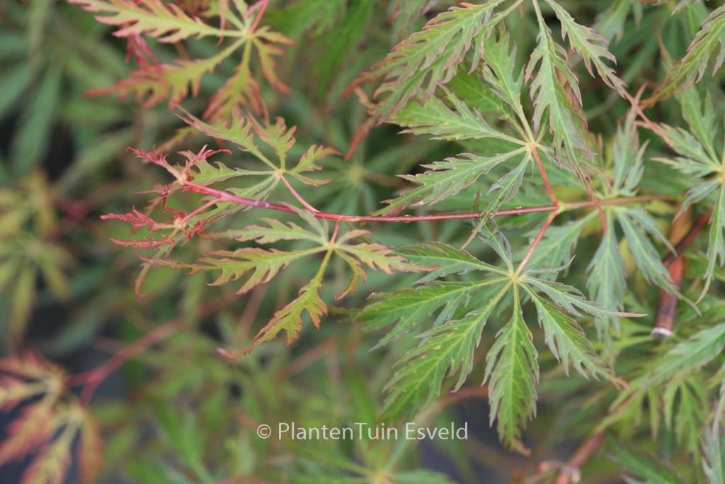 Acer palmatum ‘Green Weeper’
