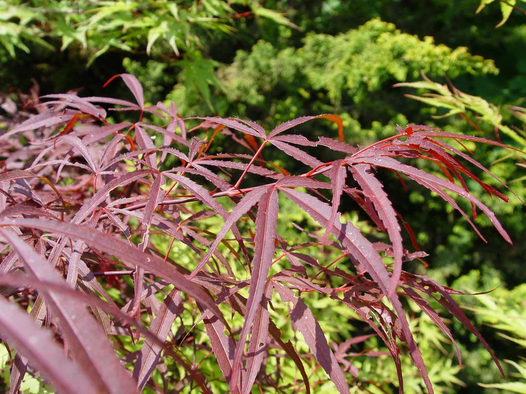 Acer palmatum ‘Greenthumb North-Carolina Red’