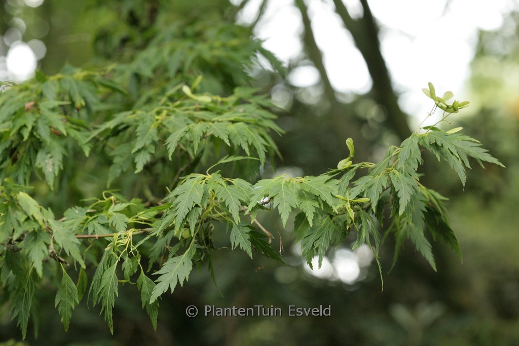 Acer palmatum ‘Hagoromo’