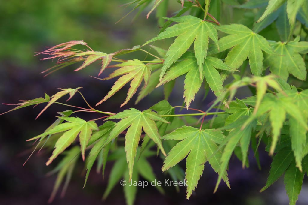 Acer palmatum ‘Haibara’