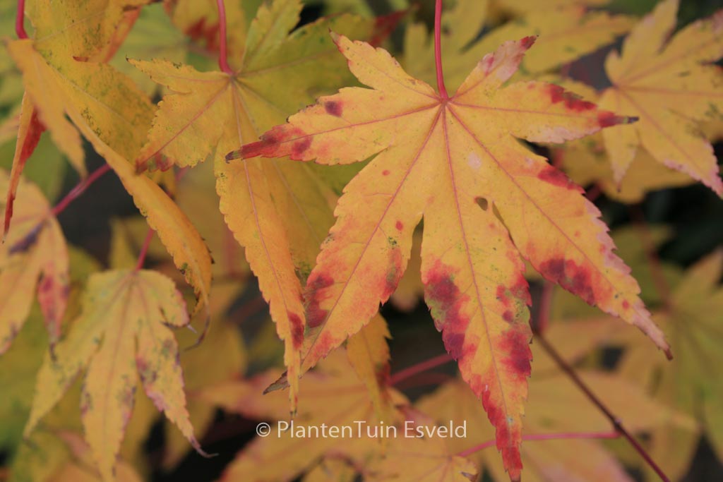 Acer palmatum ‘Hakodate-yama’