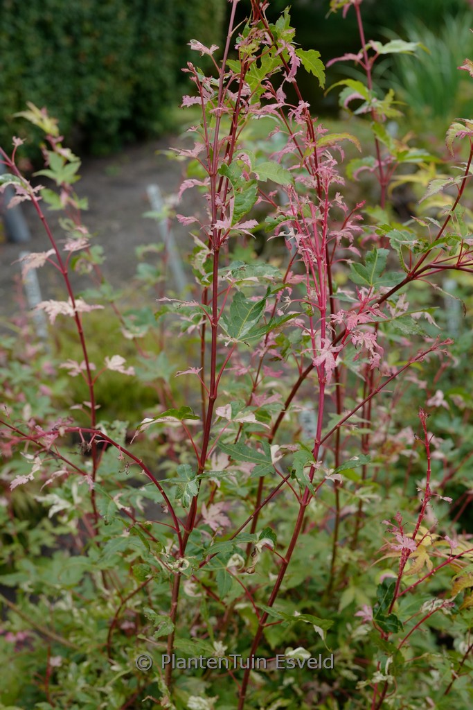 Acer palmatum ‘Harold’s Pink & White’