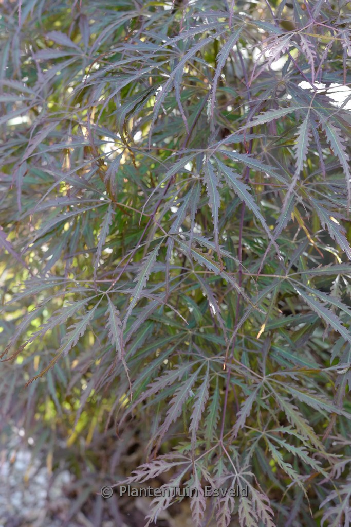 Acer palmatum ‘Heartbeat’