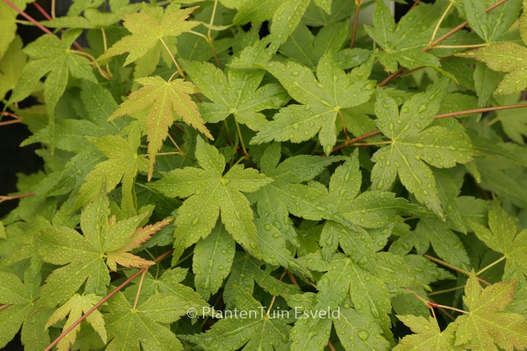 Acer palmatum ‘Heavy Seed’