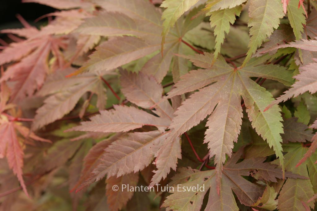 Acer palmatum ‘Heguri’