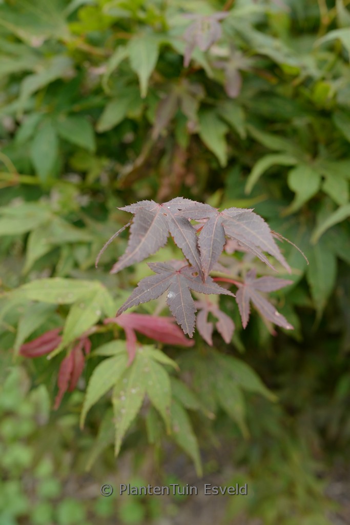 Acer palmatum ‘Heisei-nishiki’
