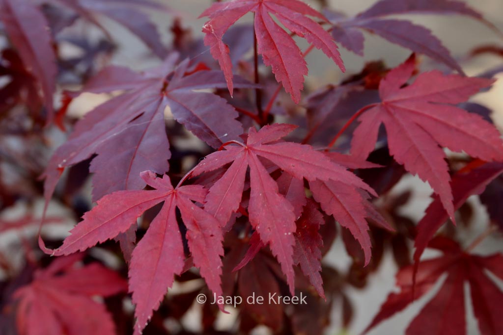 Acer palmatum ‘Hess’ Red Select’