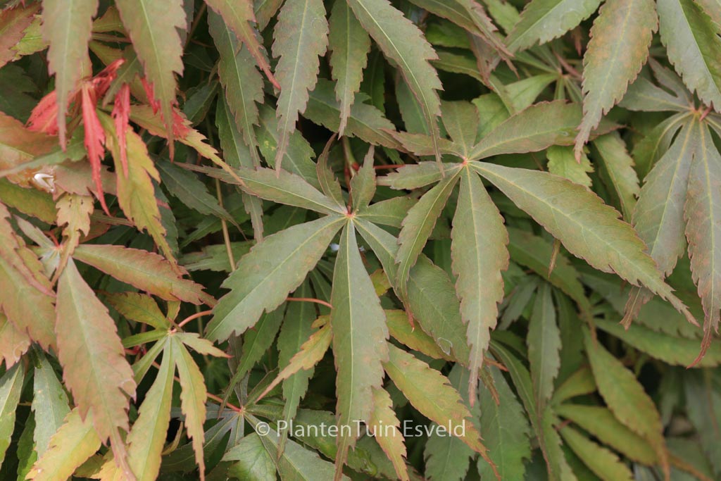 Acer palmatum ‘Hime-chidori’