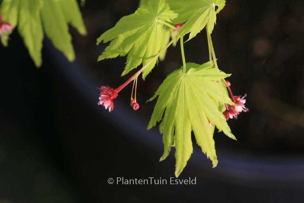 Acer palmatum ‘Hime-ha-uchiwa’