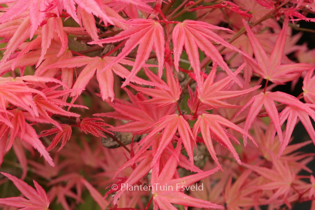 Acer palmatum ‘Hino-tori-nishiki’