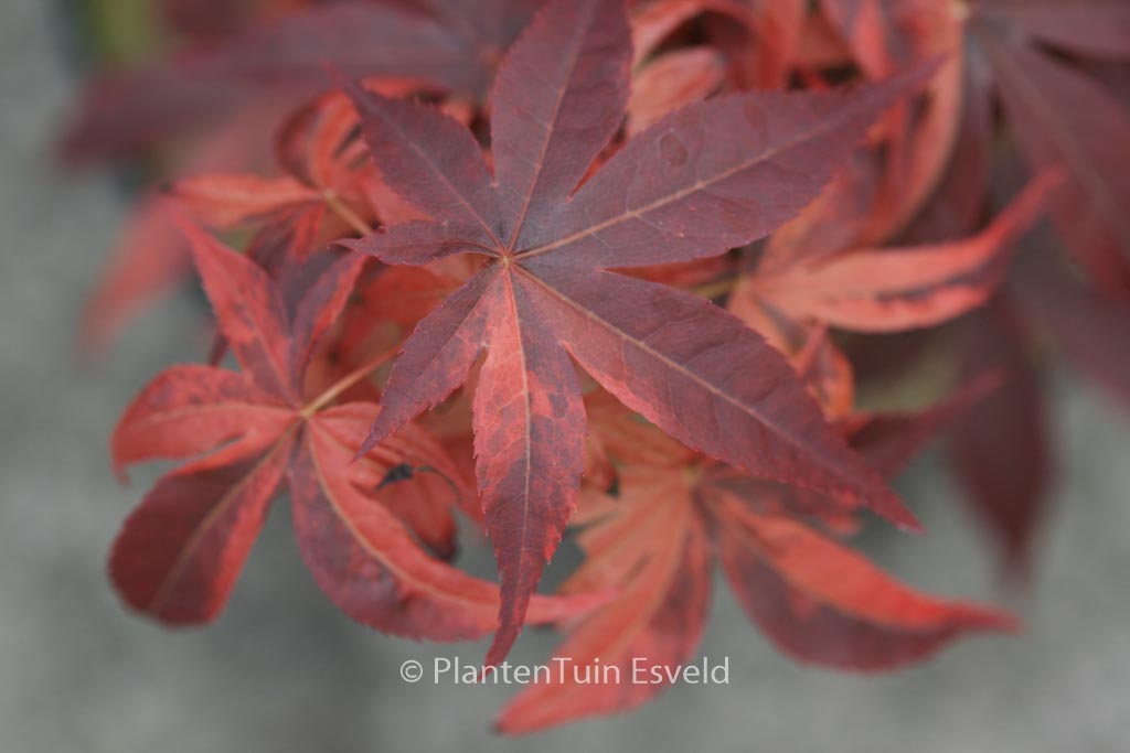 Acer palmatum ‘Hinode-nishiki’