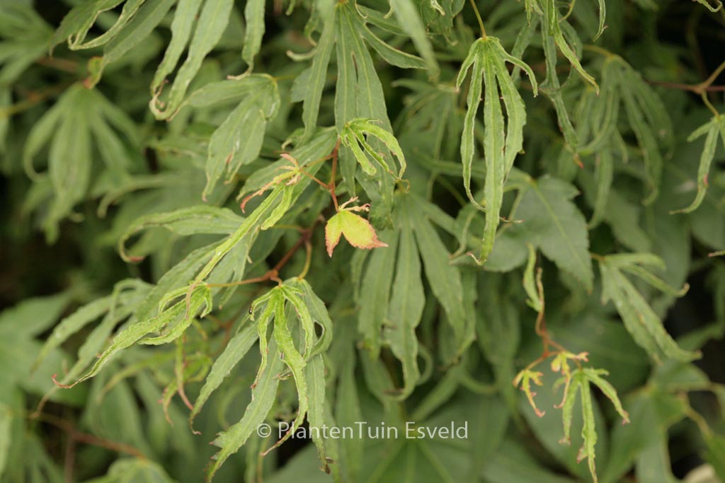 Acer palmatum ‘Hiryū’