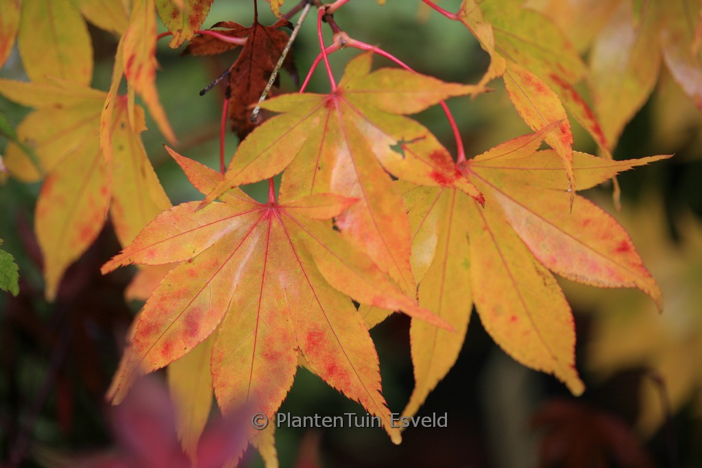 Acer palmatum ‘Hondo-Ji’