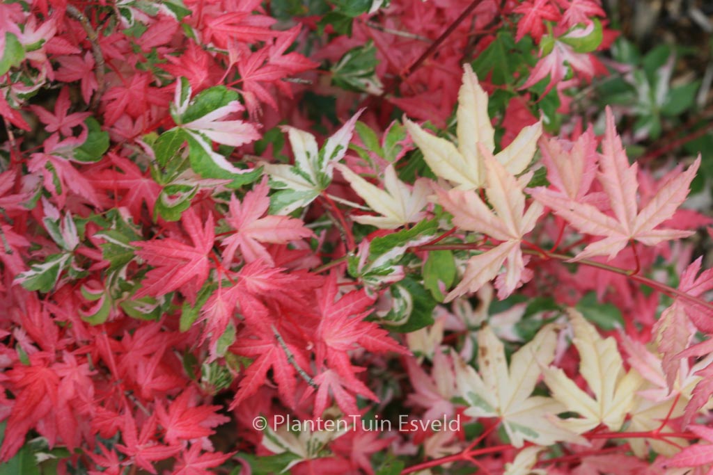 Acer palmatum ‘Honoo’