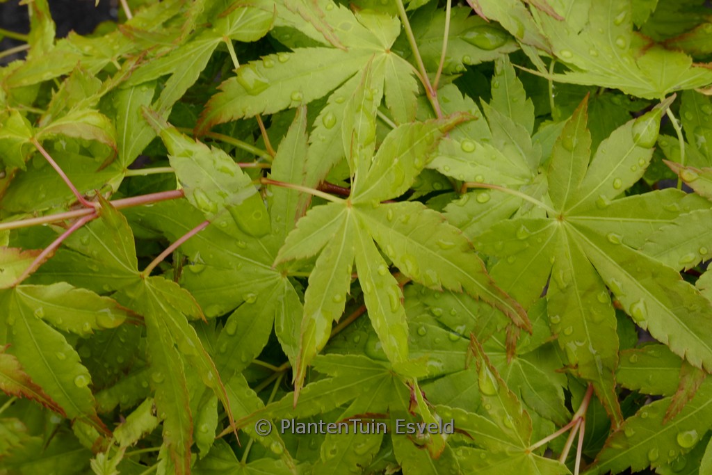 Acer palmatum ‘Hoshi zora’