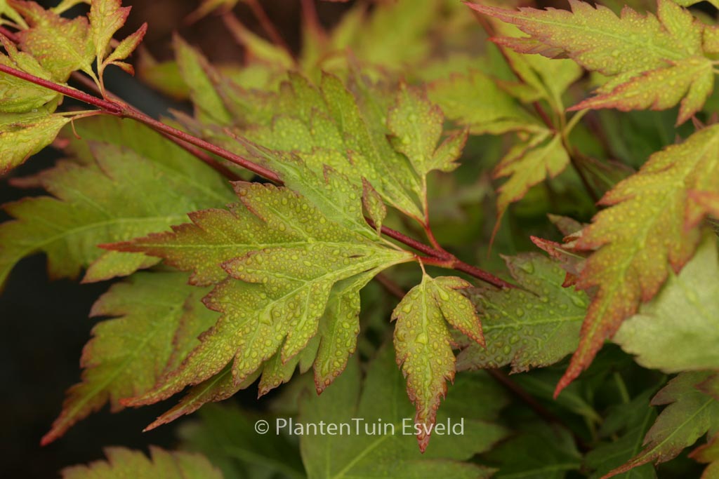 Acer palmatum ‘Hosoba-koshimino’