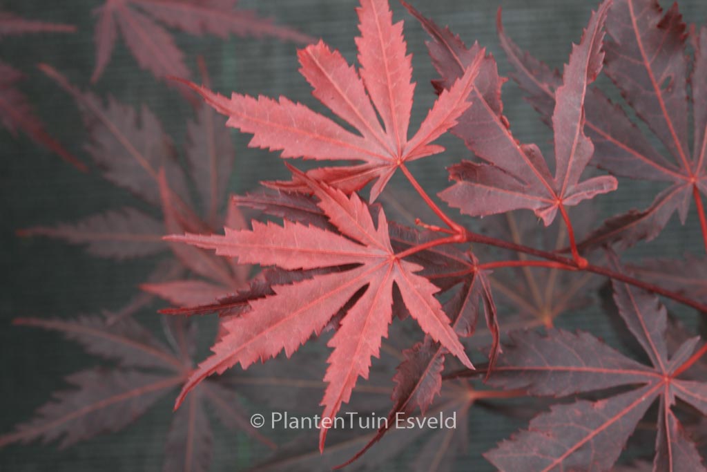 Acer palmatum ‘Hyohtei’
