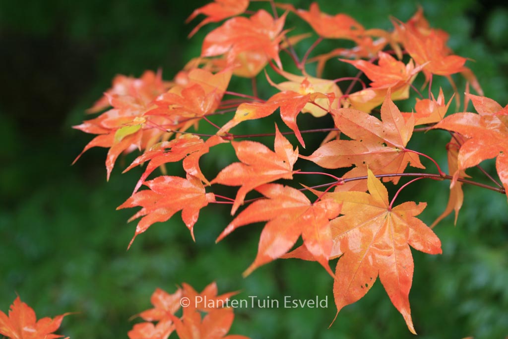 Acer palmatum ‘Ichigyo-Ji’
