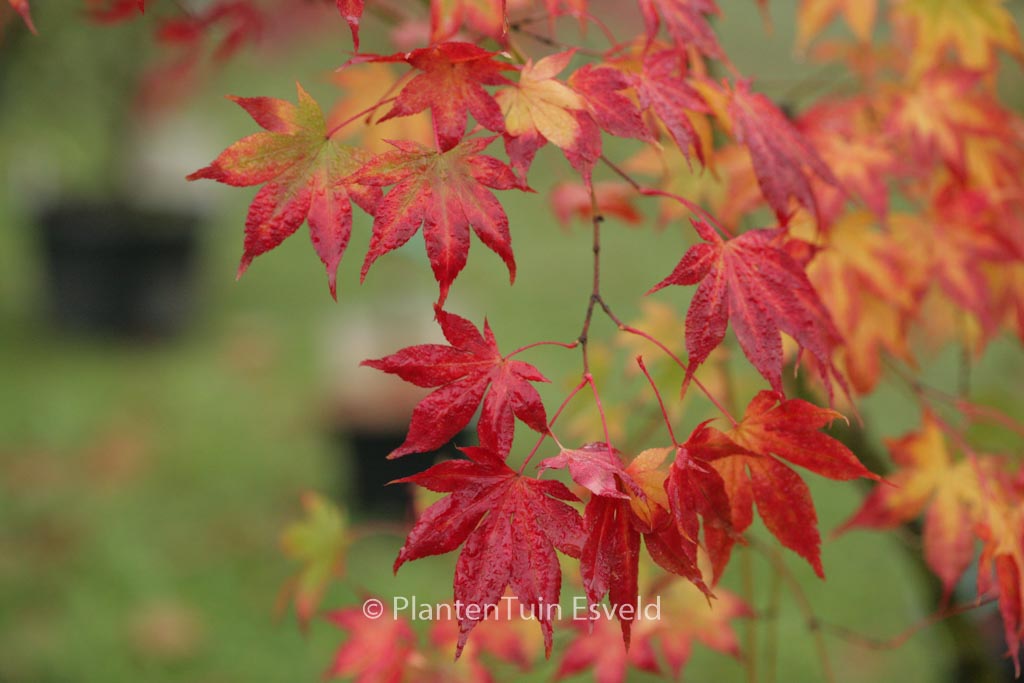 Acer palmatum ‘Ide-no-sato’
