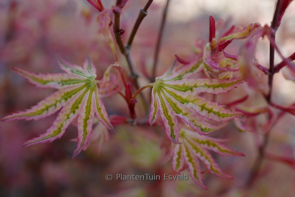 Acer palmatum ‘Ikandi’