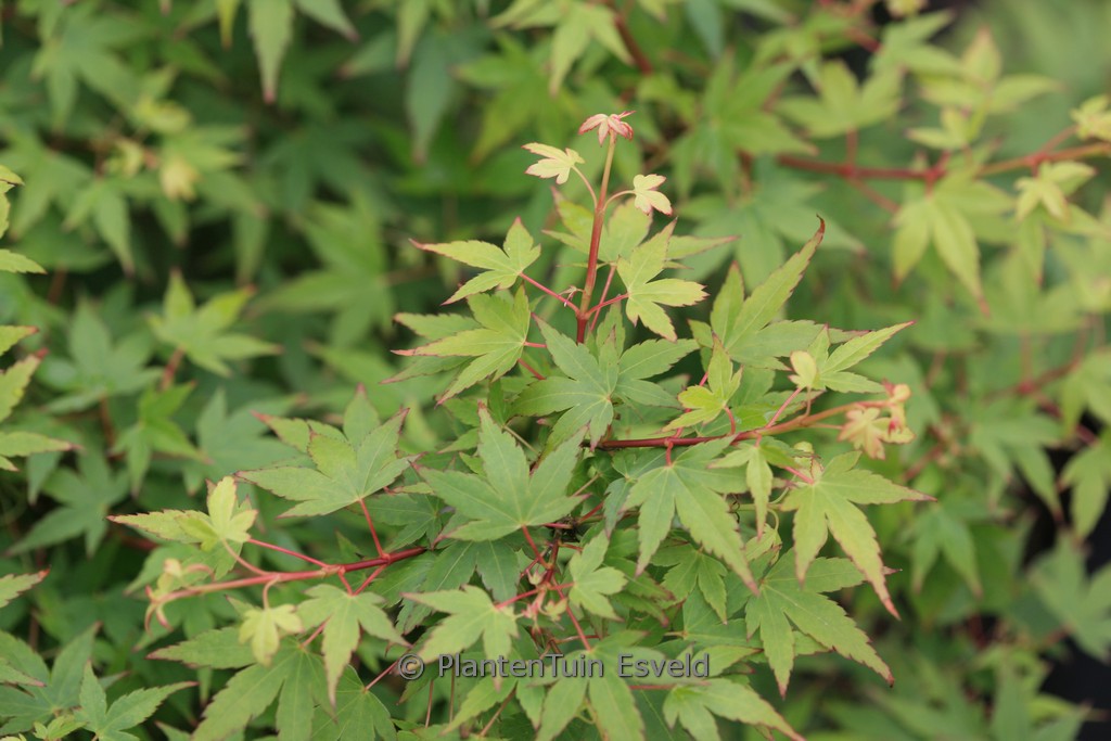 Acer palmatum ‘Ikeda-yatsubusa’