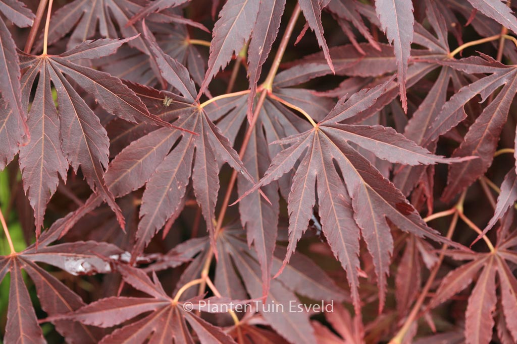 Acer palmatum ‘Immoyama’
