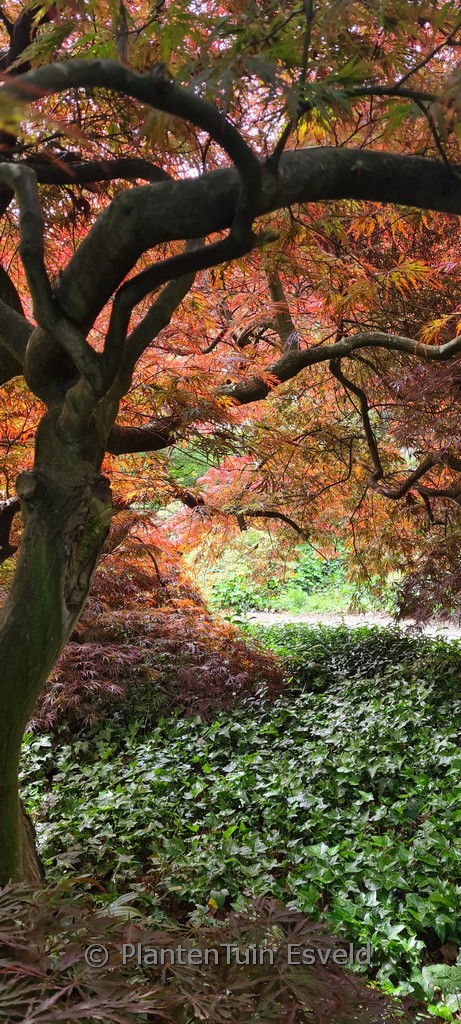 Acer palmatum ‘Inaba-shidare’