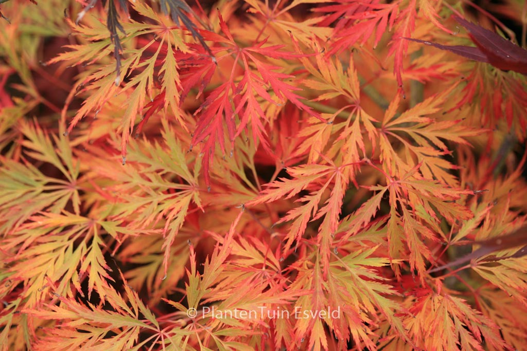 Acer palmatum ‘Irish Lace’