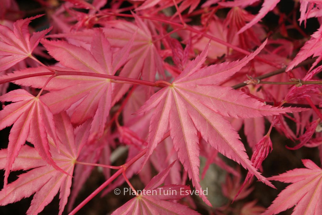 Acer palmatum ‘Isobel’