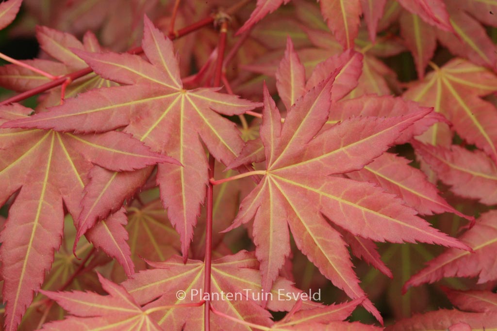 Acer palmatum ‘JWW7’ (BROWN SUGAR)