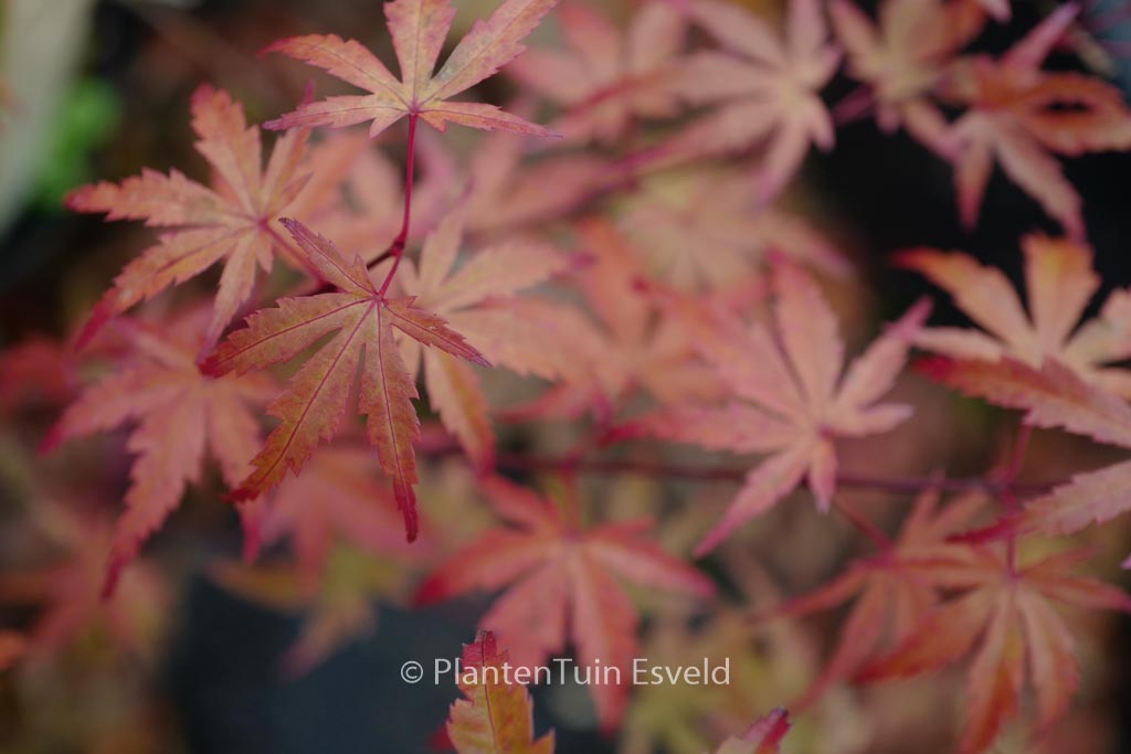Acer palmatum ‘JWW8’ (BUTTERSCOTCH)