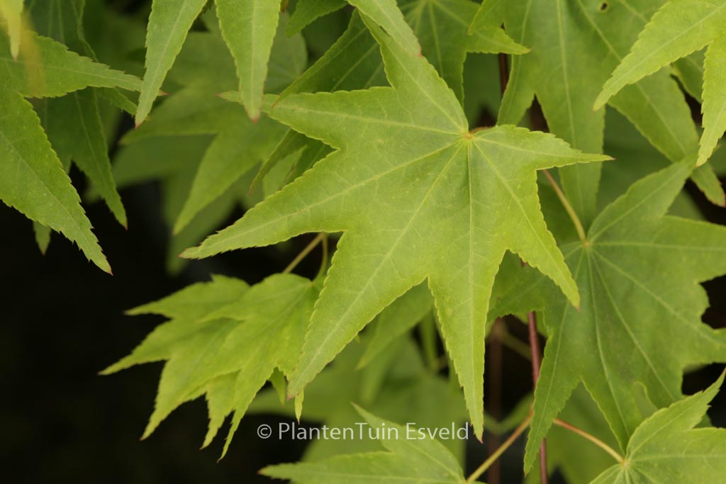 Acer palmatum ‘Jade Gate’
