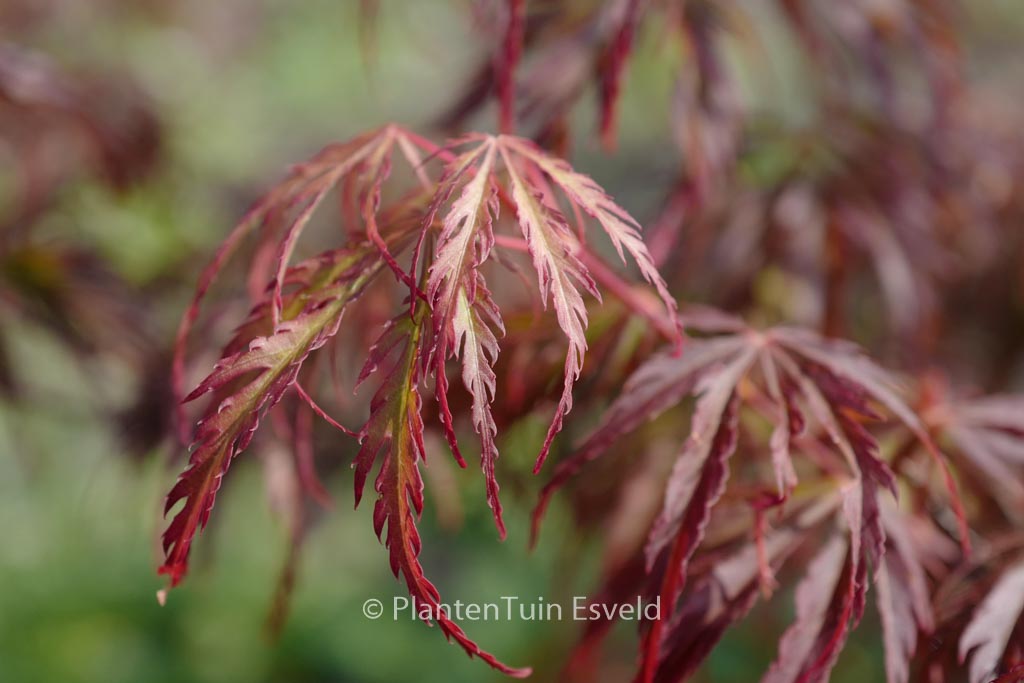 Acer palmatum ‘Jeddeloh Orange’