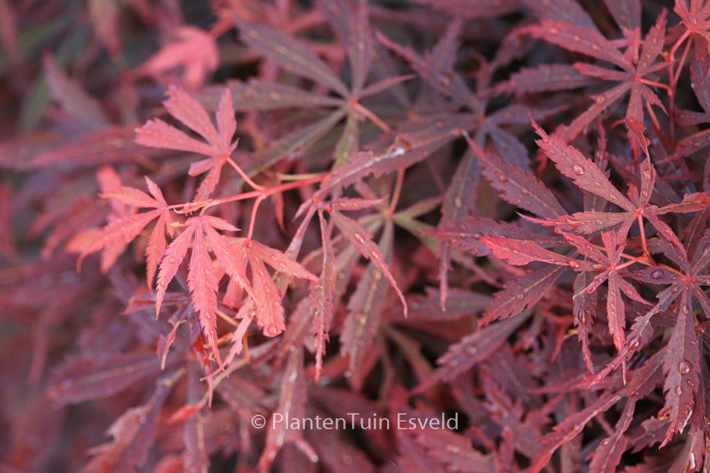 Acer palmatum ‘Jerre Schwartz’