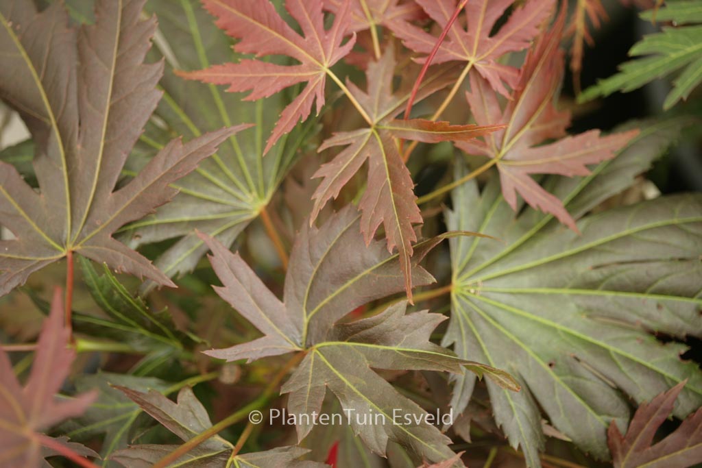 Acer palmatum ‘Johin’